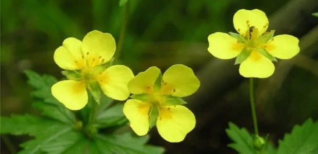 โพเทนทิลลา เอเร็กตา