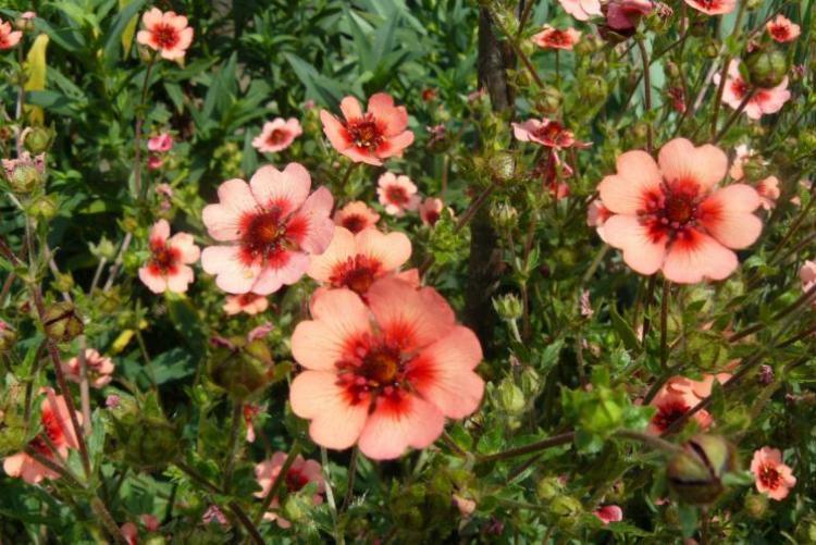 พรมดอกไม้