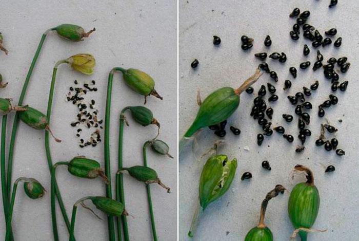 เมล็ดดอกแดฟโฟดิล