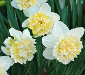 คำอธิบายและลักษณะของดอกแดฟโฟดิลพันธุ์ Ice King การปลูกและคำแนะนำการดูแล