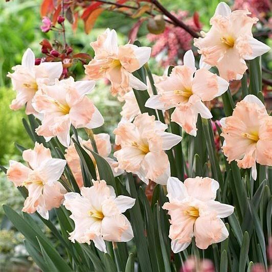 นาร์ซิสซัส วอลทซ์