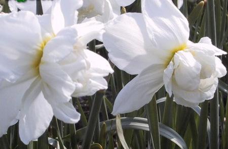 ดอกแดฟโฟดิลสีขาว