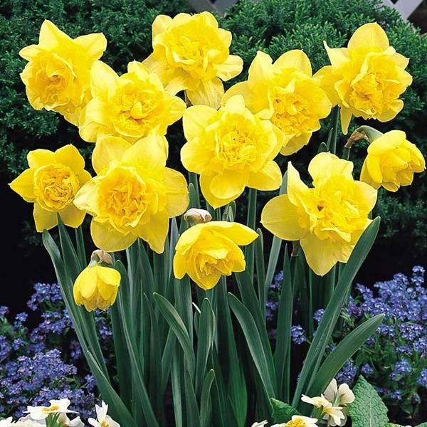 Narcisse Dick Wilden