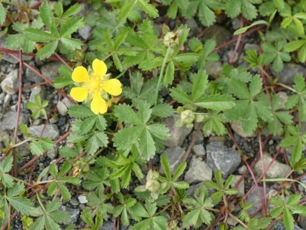 โพเทนทิลลา เอเร็กตา