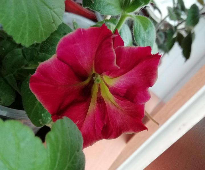 ครีซิทูเนีย แมนเดวิลลา