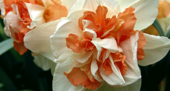 นาร์ซิสซัส เดลนาโช