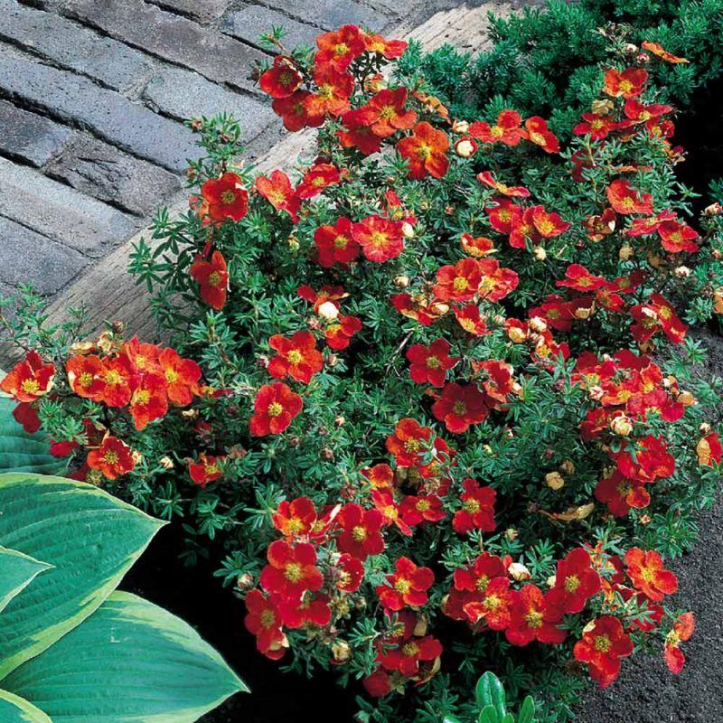 น้ำแข็งสีแดง