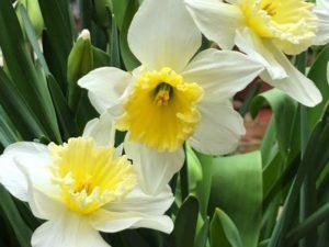 Description et caractéristiques de la variété de jonquille Ice Follies, instructions de plantation et d'entretien