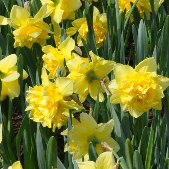 Narcisse Dick Wilden