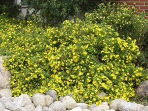 คำอธิบายและวิธีการใช้ Potentilla Goldfinger กฎการปลูกและการดูแล