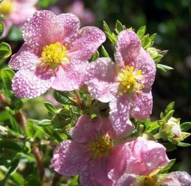 เจ้าหญิงโพเทนทิลลา