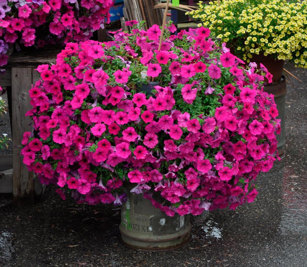 คลื่นกระแทก F1