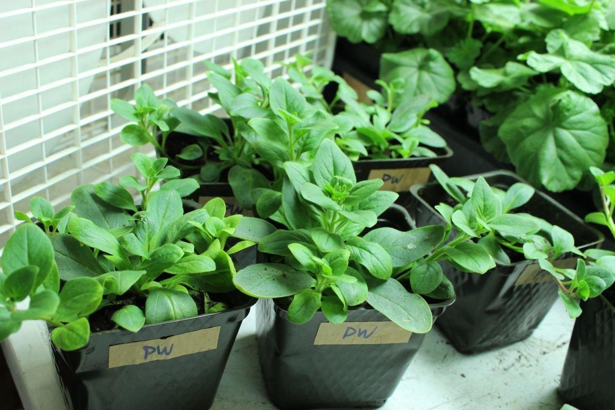 ต้นกล้าดอกไม้