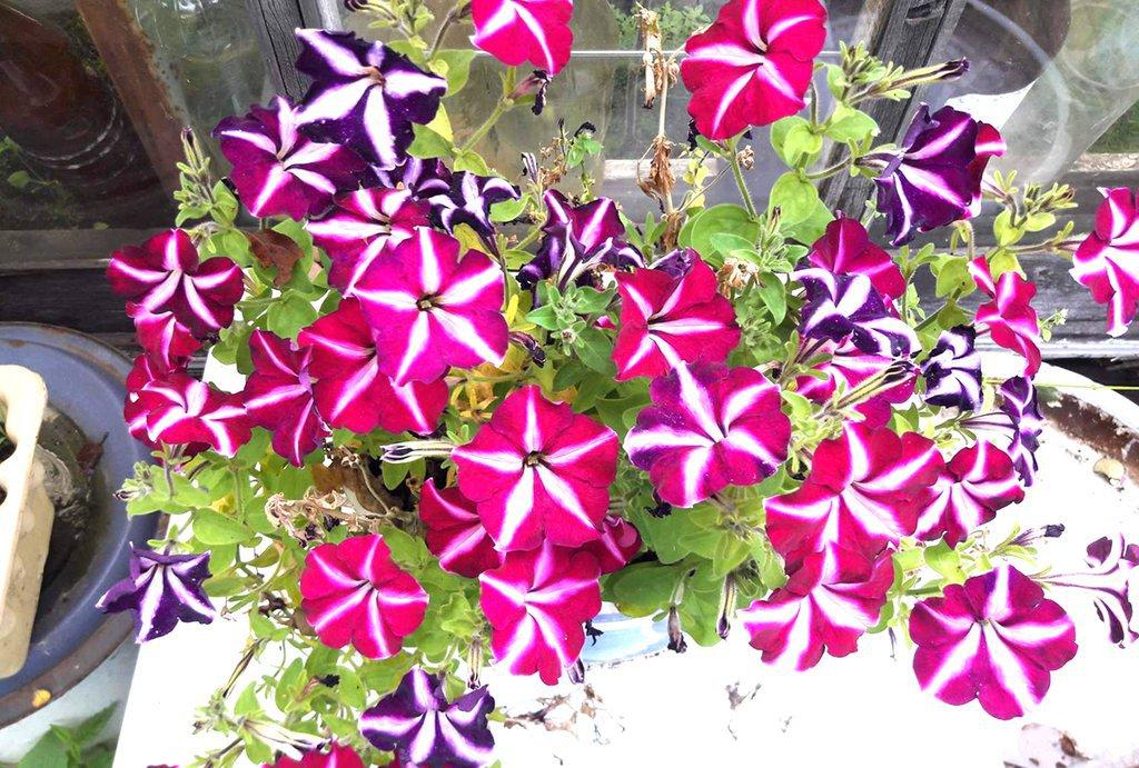 ดอกไม้ที่สวยงาม