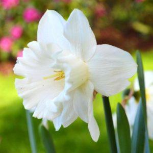 ลักษณะและลักษณะของดอกแดฟโฟดิลพันธุ์เมาท์ฮูด การปลูกและการดูแล