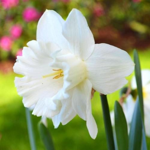 นาร์ซิสซัสเมาท์ฮูด