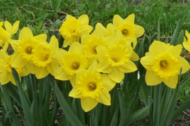 นาร์ซิสซัส ดัตช์มาสเตอร์