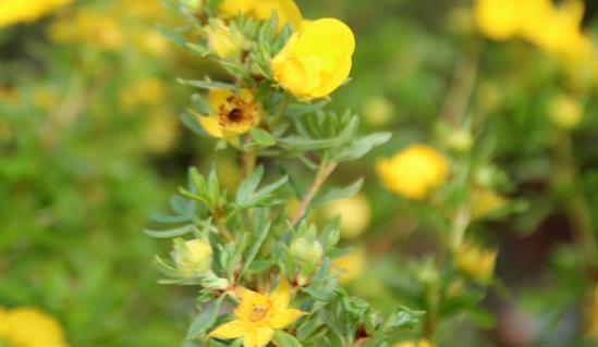 การจัดชั้นดอกไม้