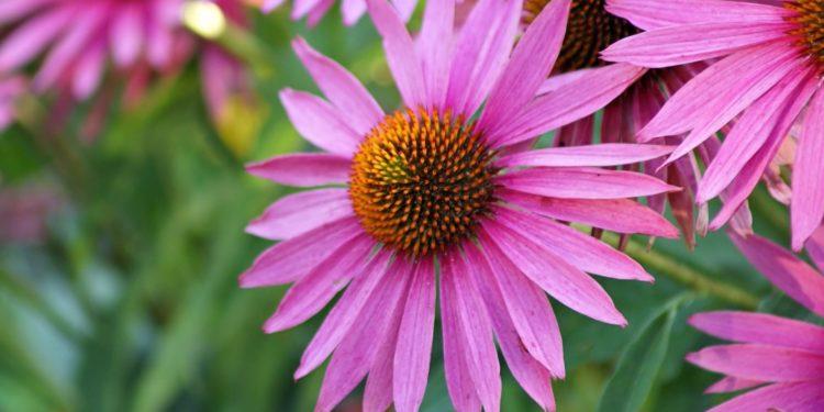 Échinacée pourpre