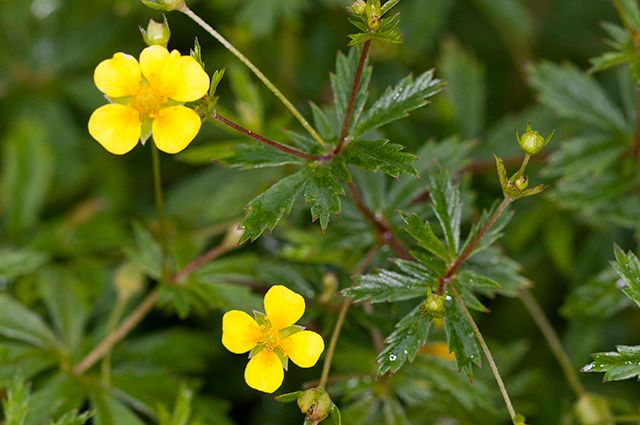 โพเทนทิลลา เอเร็กตา