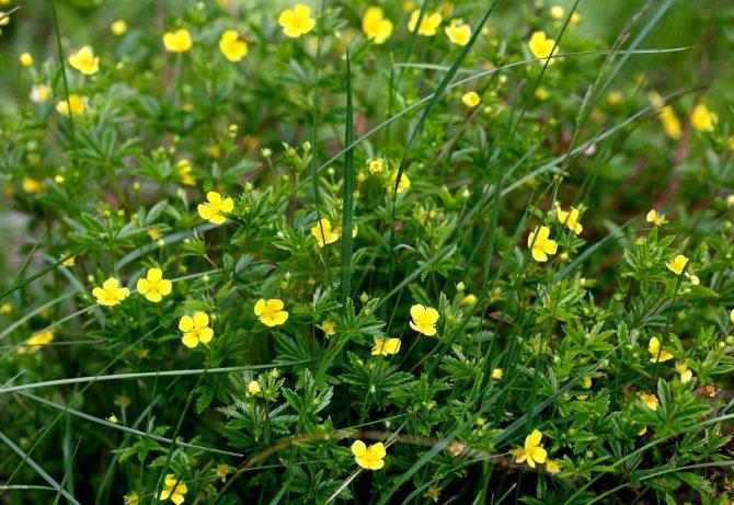 โพเทนทิลลา เอเร็กตา