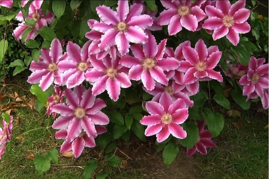 เคลมาทิส เนลลี่ โมเซอร์