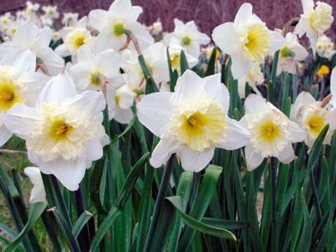 ดอกไม้ที่สวยงาม