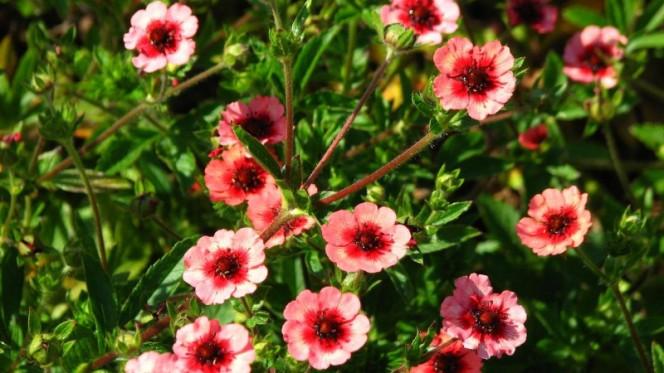 ซินคฟอยล์เนปาล