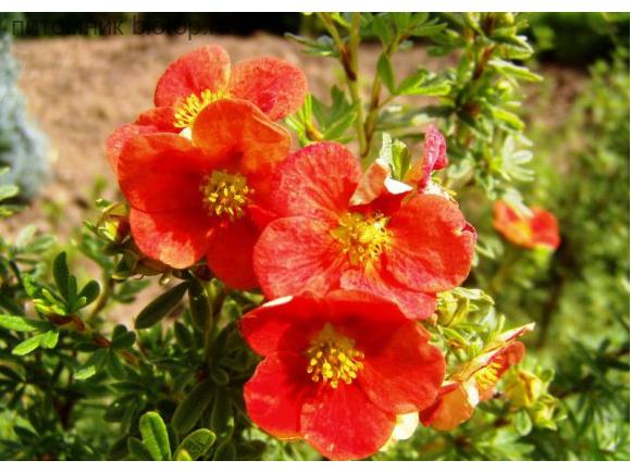 น้ำแข็งสีแดง