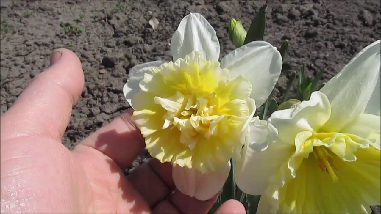 นาร์ซิสซัส ราชาน้ำแข็ง