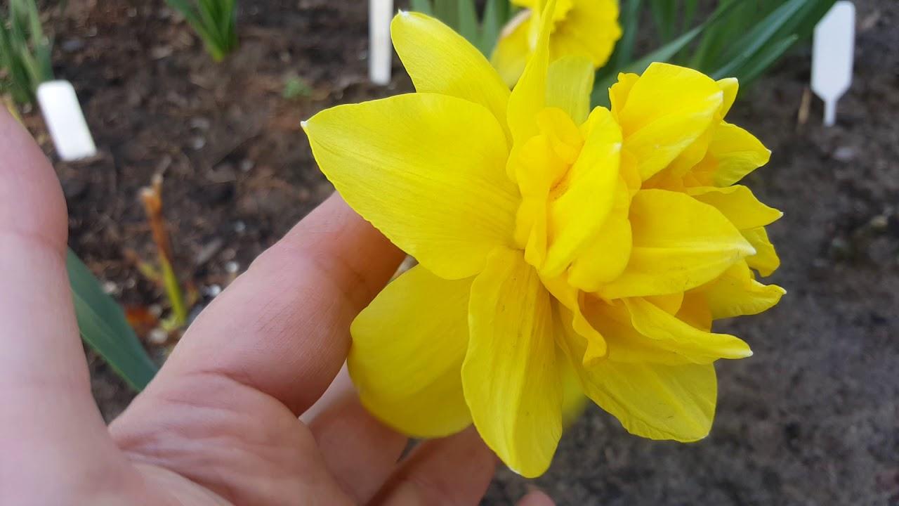 Narcisse Dick Wilden