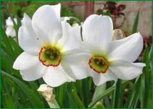 ลักษณะและลักษณะของดอกแดฟโฟดิลพันธุ์ Cheerfulness การปลูกและคำแนะนำการดูแล