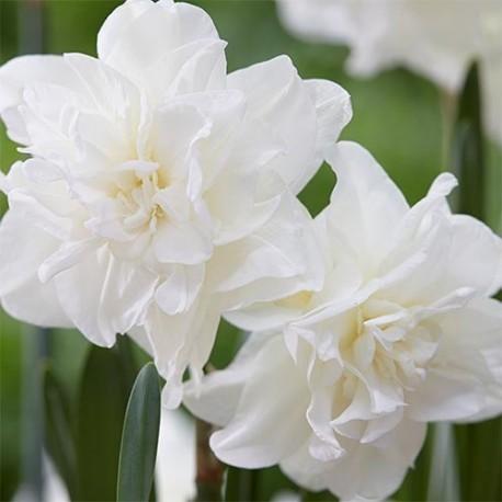 ดอกแดฟโฟดิลแคลกะรี