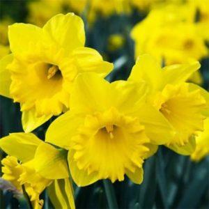 Description et caractéristiques de la variété de jonquille Dutch Master, instructions de plantation et d'entretien