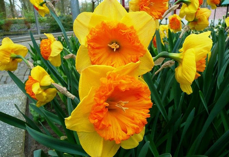 พันธุ์เทอร์รี่