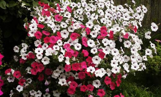 พิทูเนียแอมเพิลพันธุ์ราพันเซล