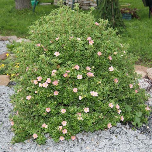 เจ้าหญิงโพเทนทิลลา