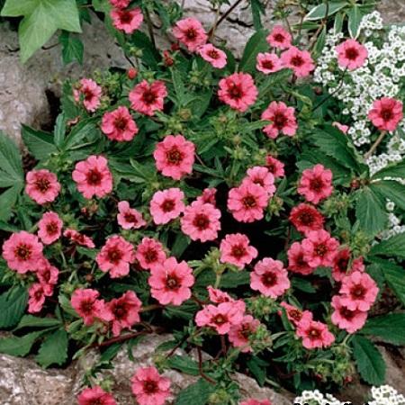 ซินคฟอยล์เนปาล