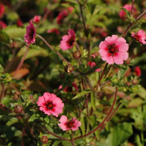 ซินคฟอยล์เนปาล