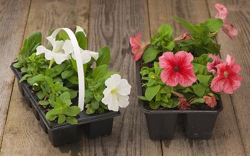 ดอกไม้ที่สวยงาม