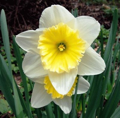 พันธุ์ดอกแดฟโฟดิลมงกุฎใหญ่