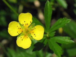 สรรพคุณและข้อห้ามของ Potentilla erecta