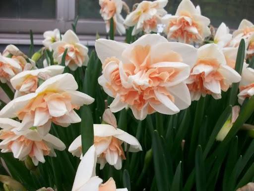 นาร์ซิสซัส เดลนาโช