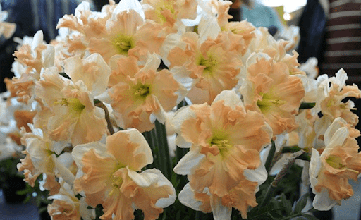 ดอกไม้มงกุฎแยก