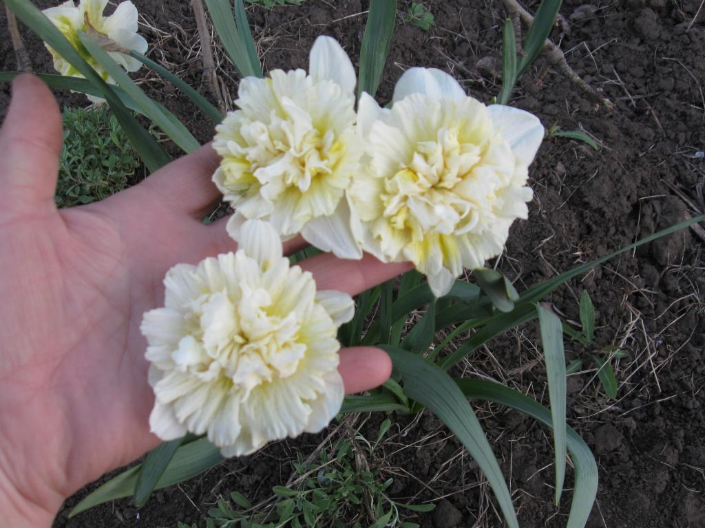 ดอกแดฟโฟดิลแคลกะรี