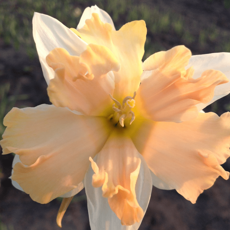 นาร์ซิสซัส วอลทซ์