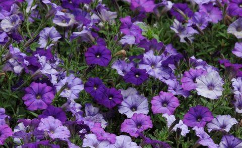 คลื่นกระแทก F1