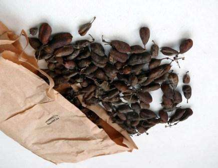 เมล็ดพันธุ์ดอกไม้