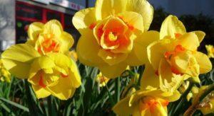 คำอธิบายและลักษณะของดอกแดฟโฟดิลพันธุ์ตาฮีติ การปลูกและคำแนะนำการดูแล