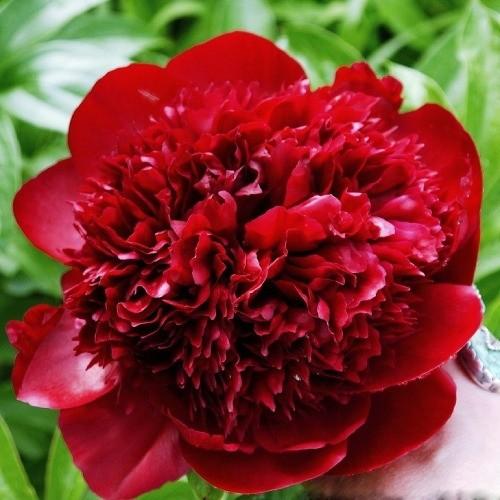 ดอกไม้สีแดง